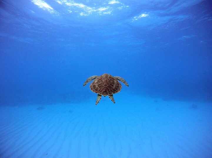 KinhNghiemDuLich.org Độc đáo 15 bức ảnh trong cuộc thi ảnh của National Geographic