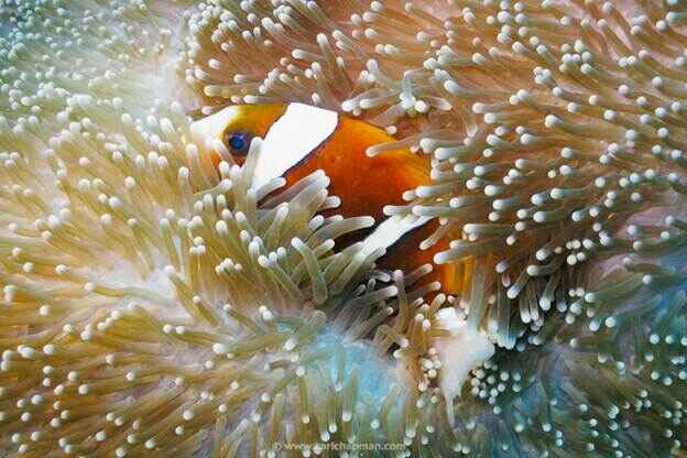 KinhNghiemDuLich.org  Hình ảnh đẹp về dãi san hô Great Barrier