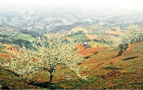 Bắc Hà - Mùa mận Tam Hoa chín