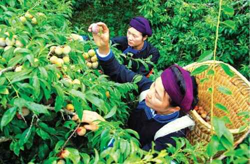 KinhNghiemDuLich.org  Bac Ha mua man Tam Hoa chin