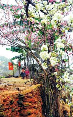 KinhNghiemDuLich.org  Bac Ha mua man Tam Hoa chin