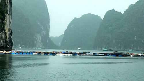 Bềnh bồng Lan Hạ