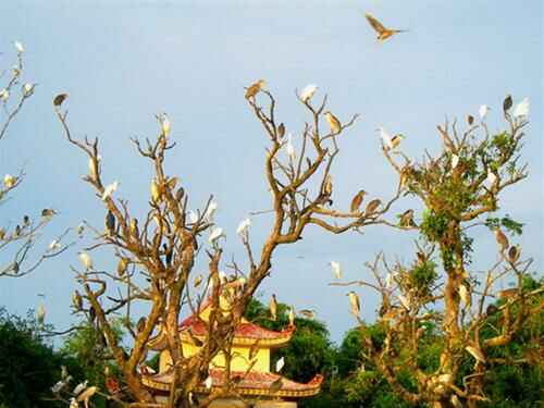 Sotaydulich Sotay Dulich Khampha Kham Pha Bui Bong benh Dao Co