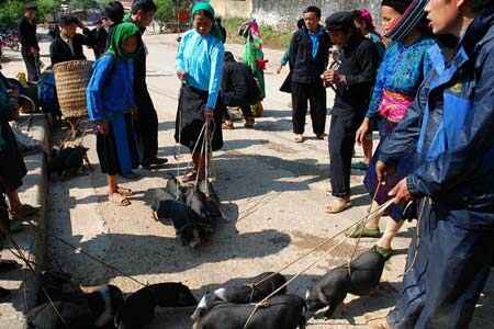 Sotaydulich Sotay Dulich Khampha Kham Pha Bui Cho gia suc o cuc bac To Quoc