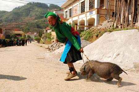 Sotaydulich Sotay Dulich Khampha Kham Pha Bui Cho gia suc o cuc bac To Quoc