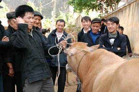Sotaydulich Sotay Dulich Khampha Kham Pha Bui Cho gia suc o cuc bac To Quoc