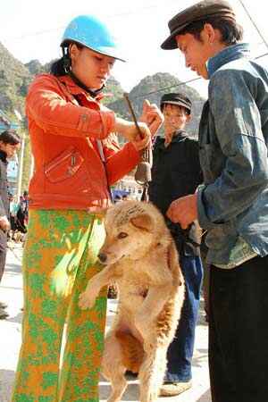 Sotaydulich Sotay Dulich Khampha Kham Pha Bui Cho gia suc o cuc bac To Quoc