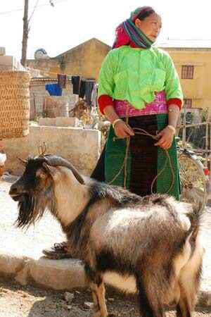 Sotaydulich Sotay Dulich Khampha Kham Pha Bui Cho gia suc o cuc bac To Quoc