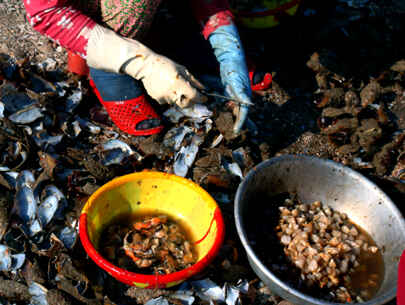 KinhNghiemDuLich.org  Cho so Ha Thuy