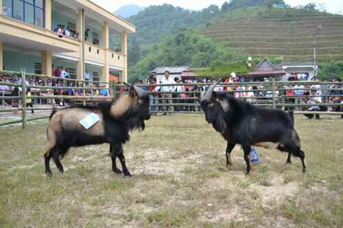 KinhNghiemDuLich.org  Doc dao thi choi de o Hoang Su Phi