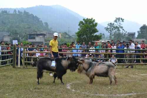 KinhNghiemDuLich.org  Doc dao thi choi de o Hoang Su Phi