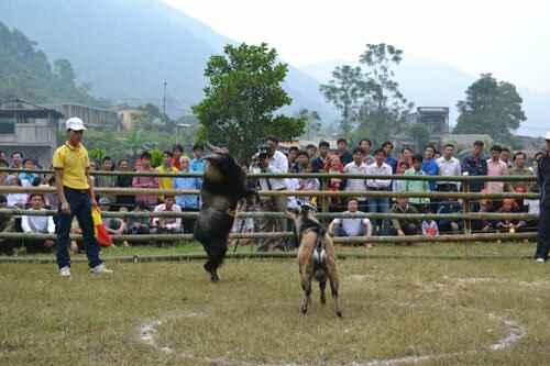 KinhNghiemDuLich.org  Doc dao thi choi de o Hoang Su Phi