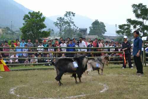 KinhNghiemDuLich.org  Doc dao thi choi de o Hoang Su Phi