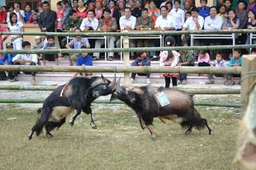 KinhNghiemDuLich.org  Doc dao thi choi de o Hoang Su Phi