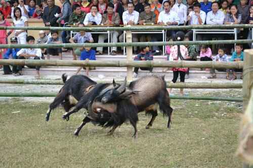 KinhNghiemDuLich.org  Doc dao thi choi de o Hoang Su Phi