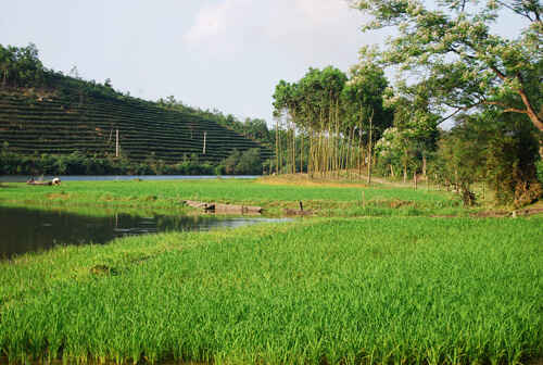  KinhNghiemDuLich.org   Doi che tho mong ben duong mon Ho Chi MInh