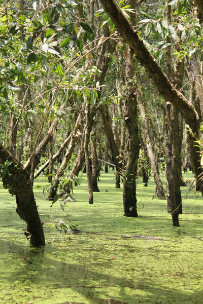 KinhNghiemDuLich.org Du lịch An Giang mùa nước nổi