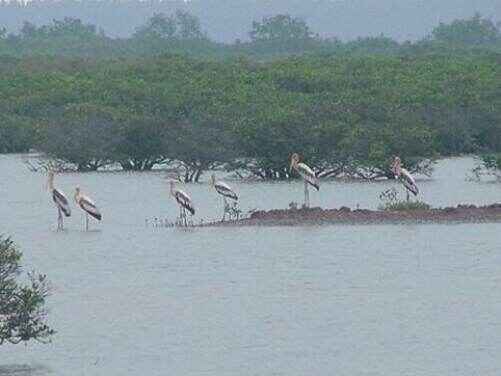 Hành trình đến các khu Ramsar ở Việt Nam