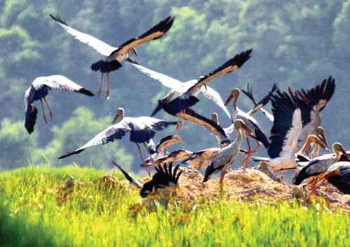 KinhNghiemDuLich.org  Hanh trinh den cac khu Ramsar  o Viet Nam 