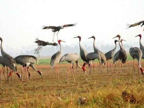 KinhNghiemDuLich.org  Hanh trinh den cac khu Ramsar  o Viet Nam 