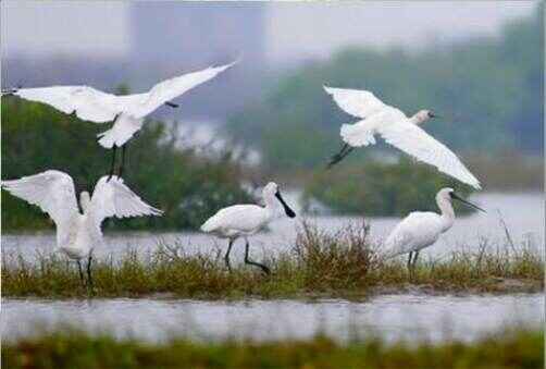 KinhNghiemDuLich.org  Hanh trinh den cac khu Ramsar  o Viet Nam 