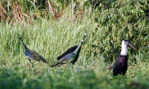 KinhNghiemDuLich.org  Hanh trinh den cac khu Ramsar  o Viet Nam 