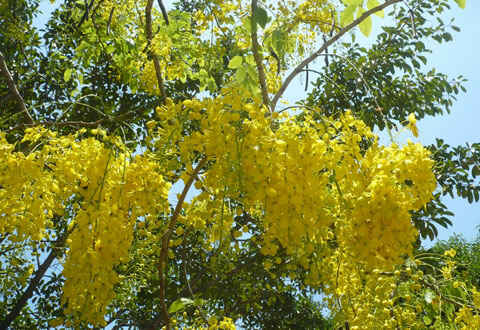  Sotaydulich Sổ tay du lịch so tay du lich Sotay Dulich Khampha Kham Pha Bui hoa hoang hau nhuom vang Nha Trang