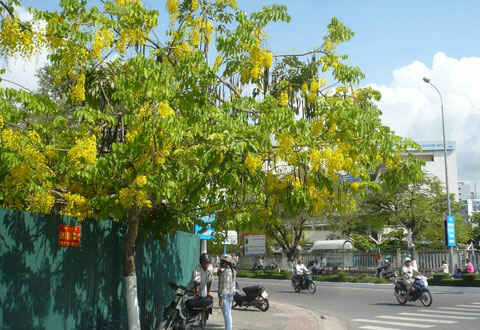  Sotaydulich Sổ tay du lịch so tay du lich Sotay Dulich Khampha Kham Pha Bui hoa hoang hau nhuom vang Nha Trang