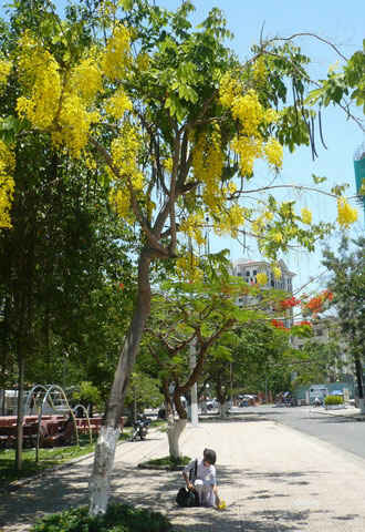  Sotaydulich Sổ tay du lịch so tay du lich Sotay Dulich Khampha Kham Pha Bui hoa hoang hau nhuom vang Nha Trang