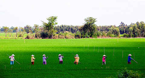 Khám phá vườn chim Tam Nông