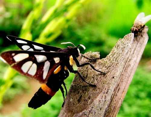  Sotaydulich Sotay Dulich Khampha Kham Pha Bui Mai Chau goi he