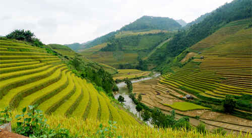Mù Cang Chải tuyệt đẹp mùa lúa chín