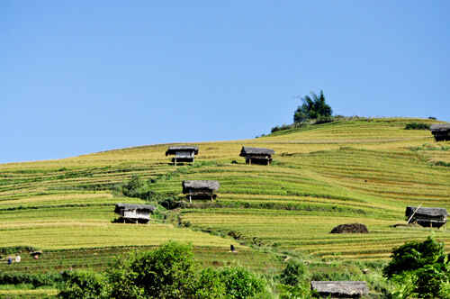 KinhNghiemDuLich.org  Mu Cang Chai tuyet dep mua lua chin