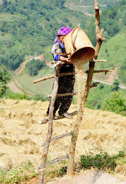 KinhNghiemDuLich.org  Mu Cang Chai tuyet dep mua lua chin