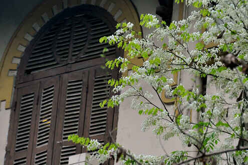 KinhNghiemDuLich.org  Mua hoa sua Ha Noi