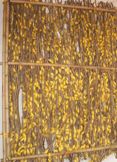 Ngàn năm quê lụa Vạn Phúc