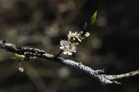 KinhNghiemDuLich.org  Ngat ngay canh dep Moc Chau