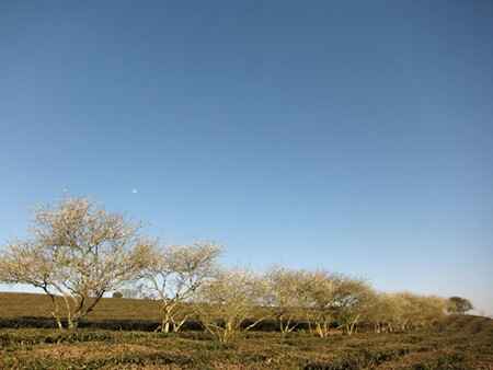 KinhNghiemDuLich.org  Ngat ngay canh dep Moc Chau