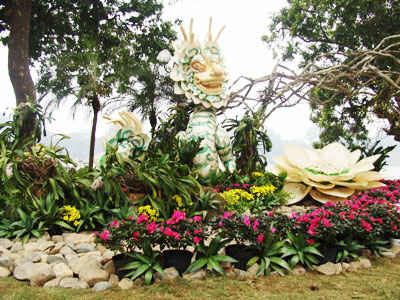 Phố Hoa Hà Nội rập rịch khoe sắc