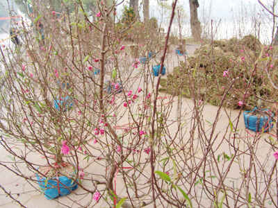 Phố Hoa Hà Nội rập rịch khoe sắc