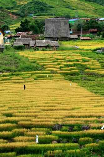 KinhNghiemDuLich.org  Ruong bac thang o Tay Nguyen