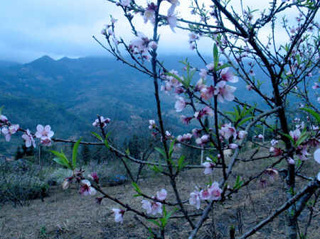 Sắc đào Tây Bắc