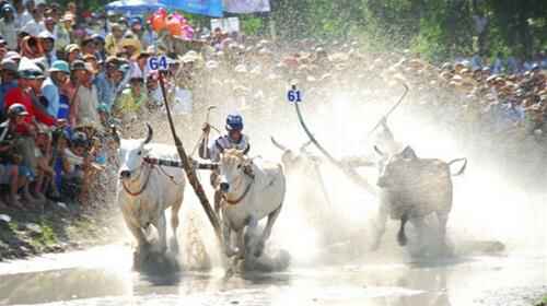 Sôi động đua bò Bảy Núi