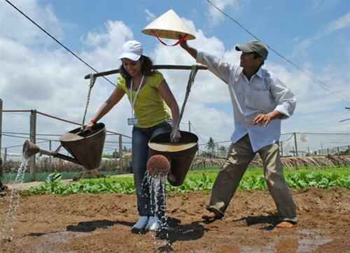 Về Trà Quế trồng rau