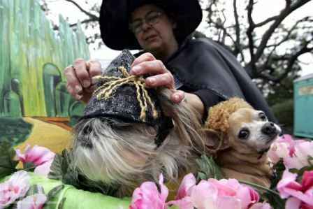 Lễ diễu hành Barkus Mardi Gras