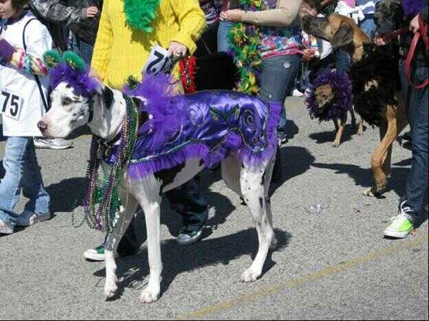 Sotaydulich Sổ tay du lịch so tay du lich Sotay Dulich Khampha Kham Pha Bui Le dieu hanh Barkus Mardi Gras