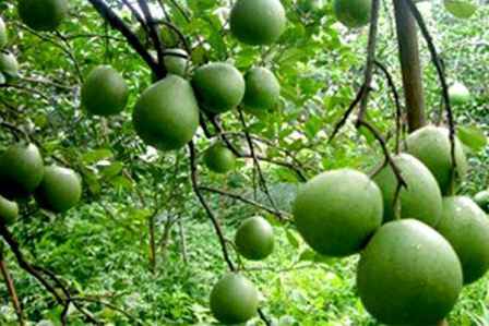 Sotaydulich Sổ tay du lịch so tay du lich Sotay Dulich Khampha Kham Pha Bui Ve tham lang buoi Tan Trieu