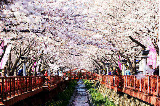 Cầu Romance Bridge ở Jinhae