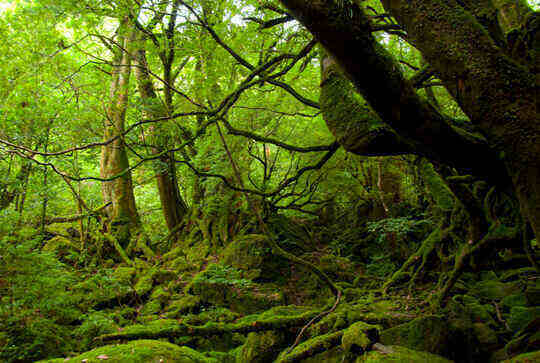 Rừng cổ ôn đới ở Yakushima