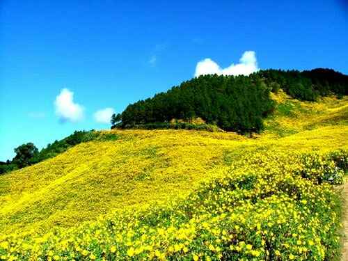 Tổng hợp những địa điểm chụp hoa dã quỳ đẹp nhất Việt Nam